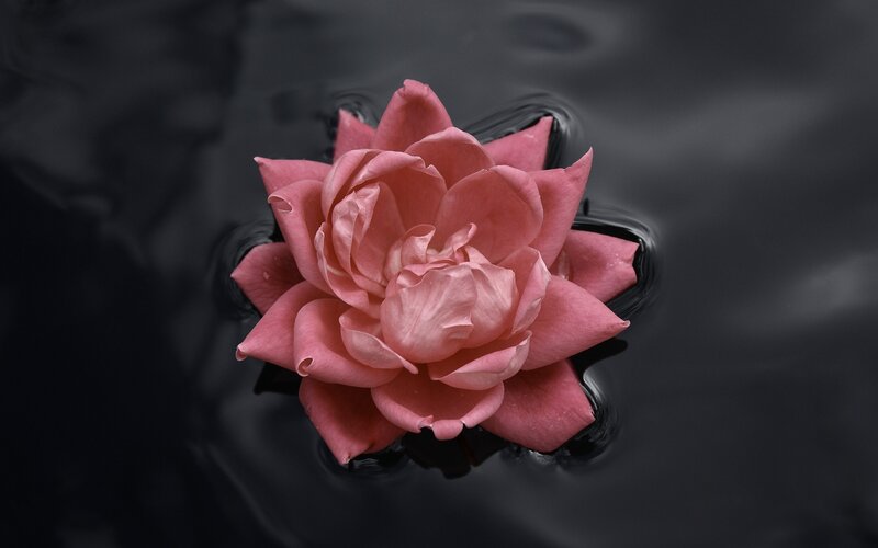 pink flower on dark water