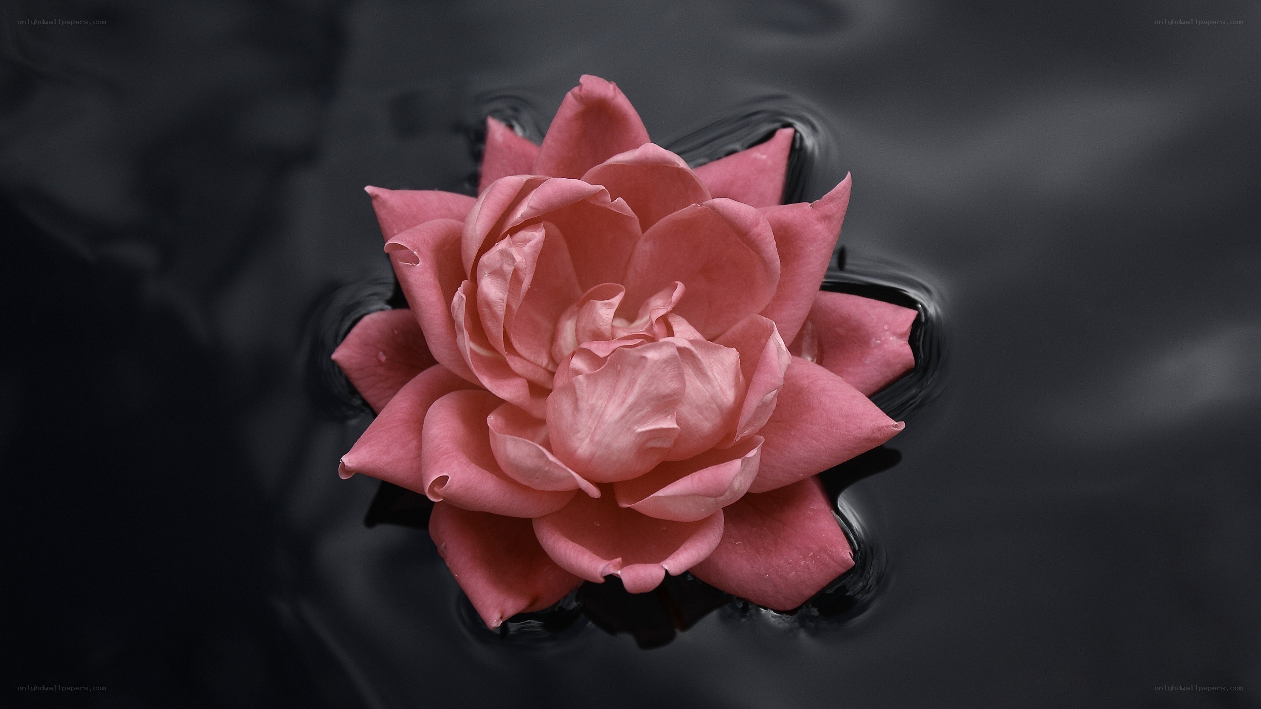 pink flower on dark water