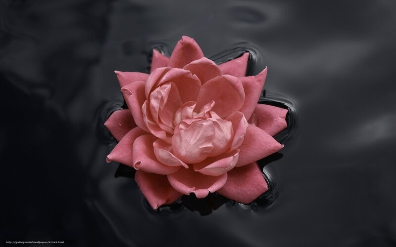 pink flower on dark water