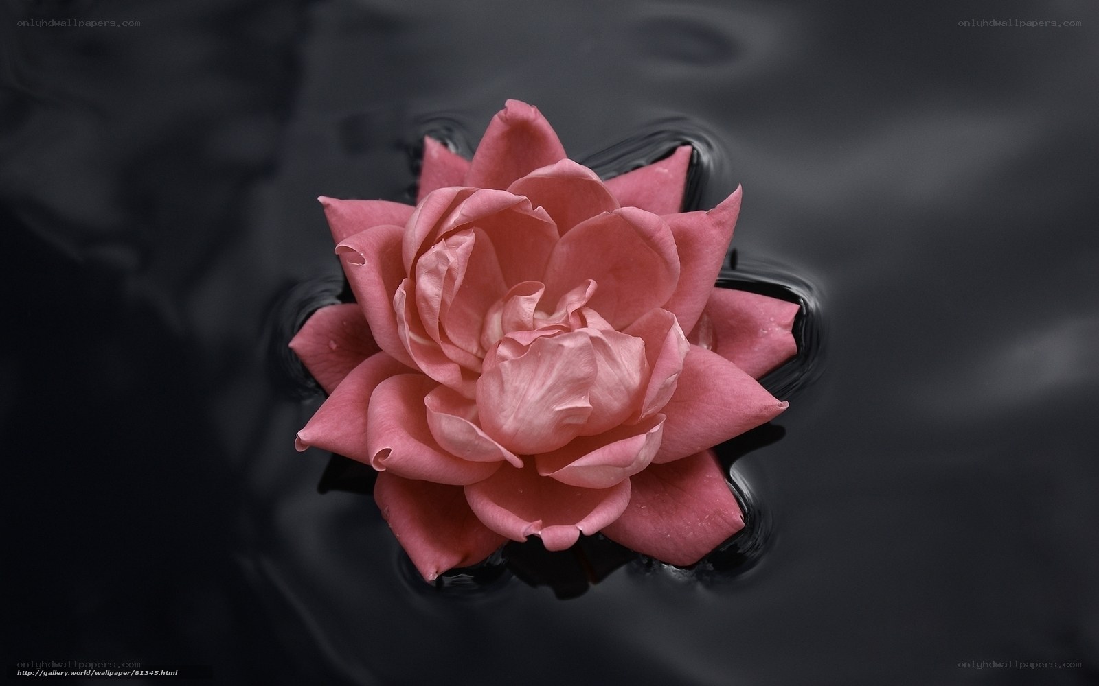 pink flower on dark water
