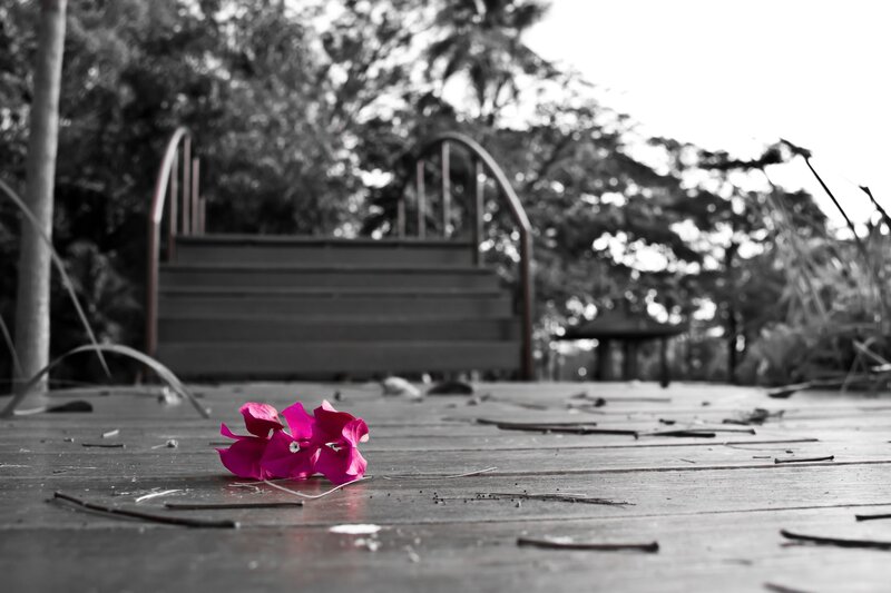 Pink Flower on Deck
