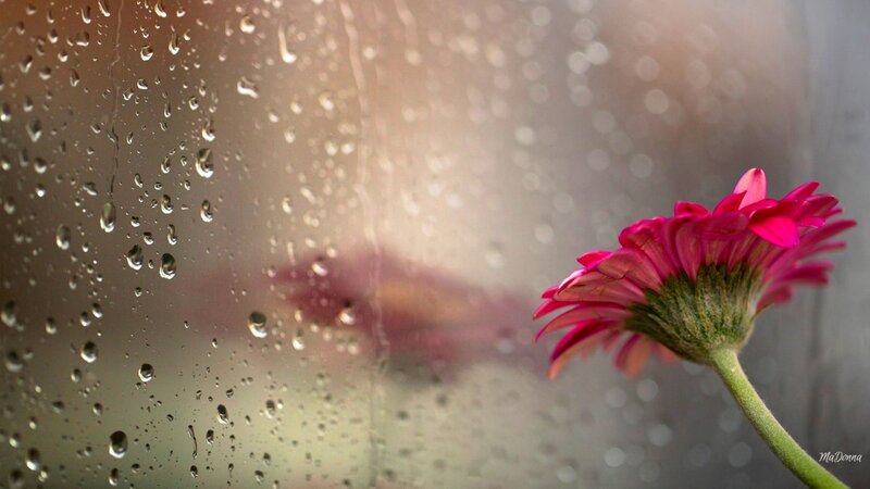 Pink Flower on Glass — Calm