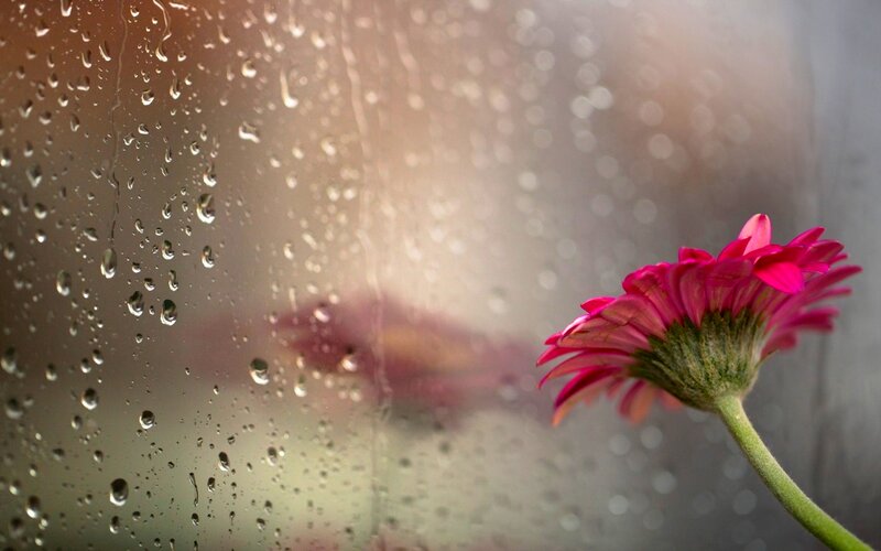 Pink Flower on Glass