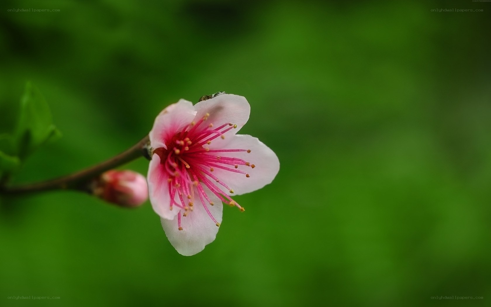 Pink flower on green background