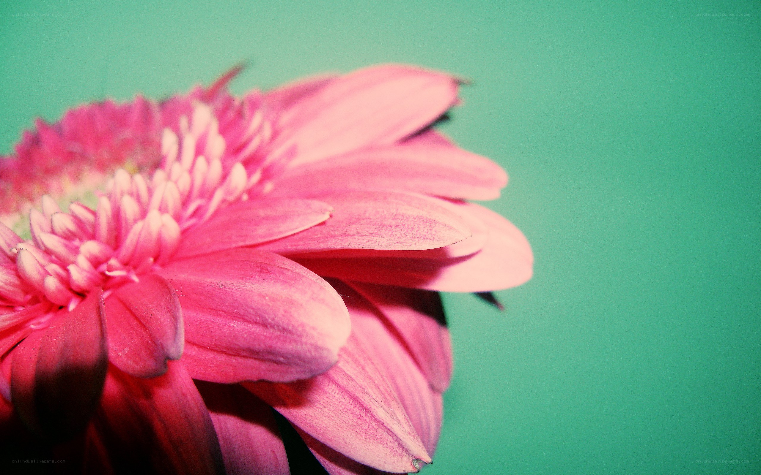 pink flower on green background