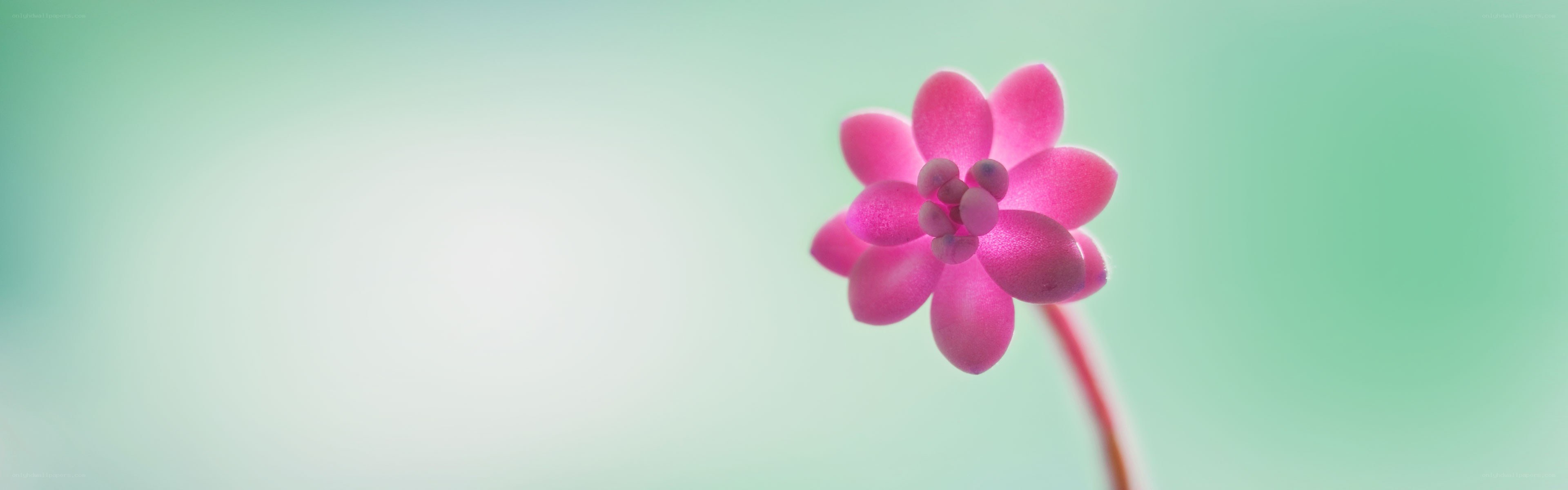 pink flower on green background