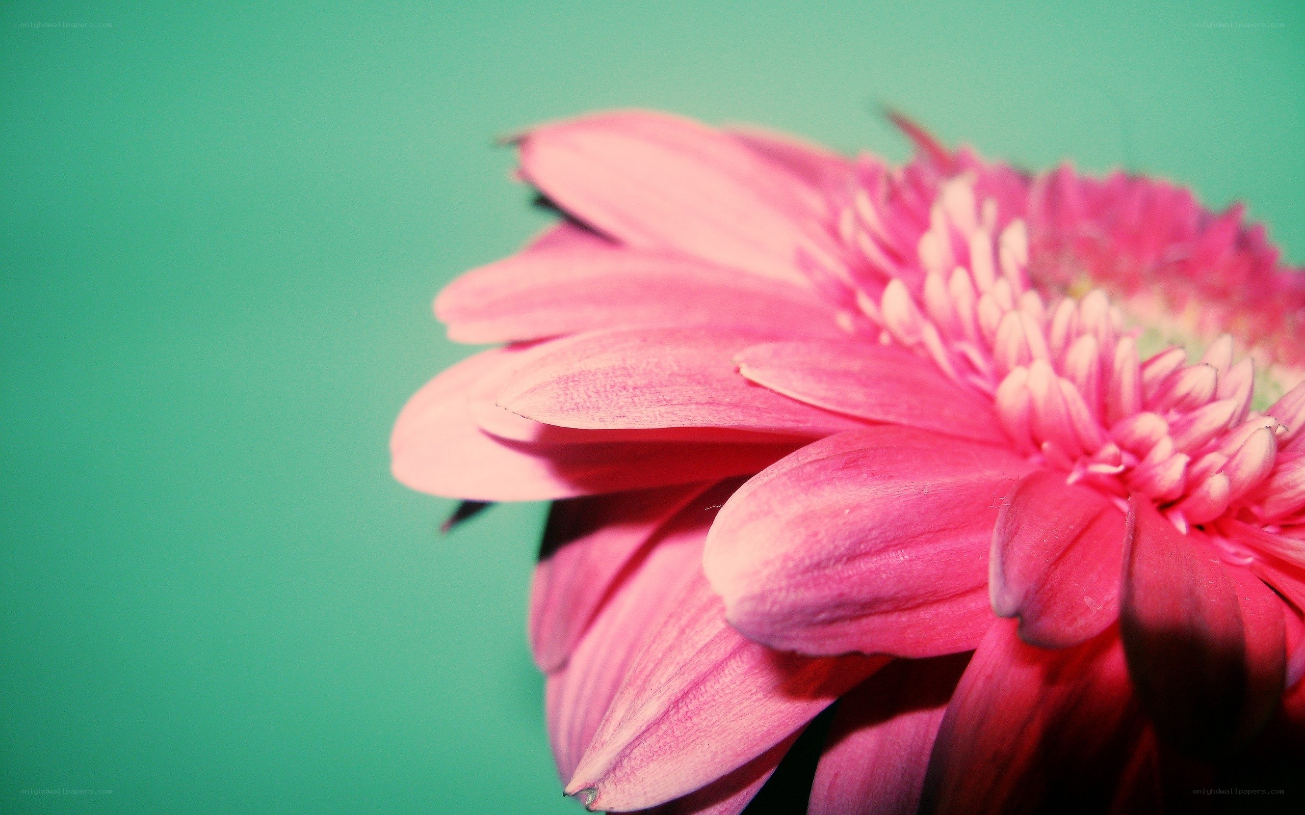 pink flower on green background