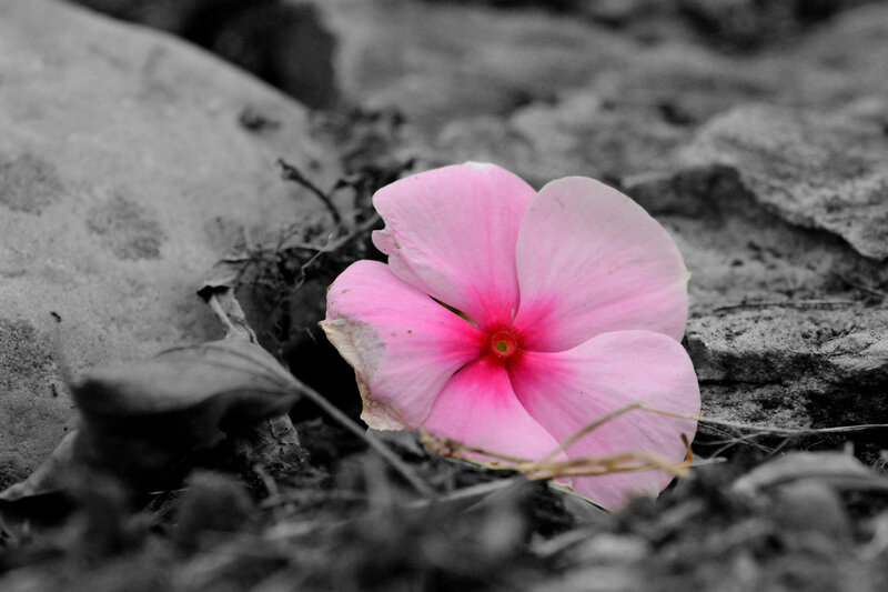 Pink Flower on Ground