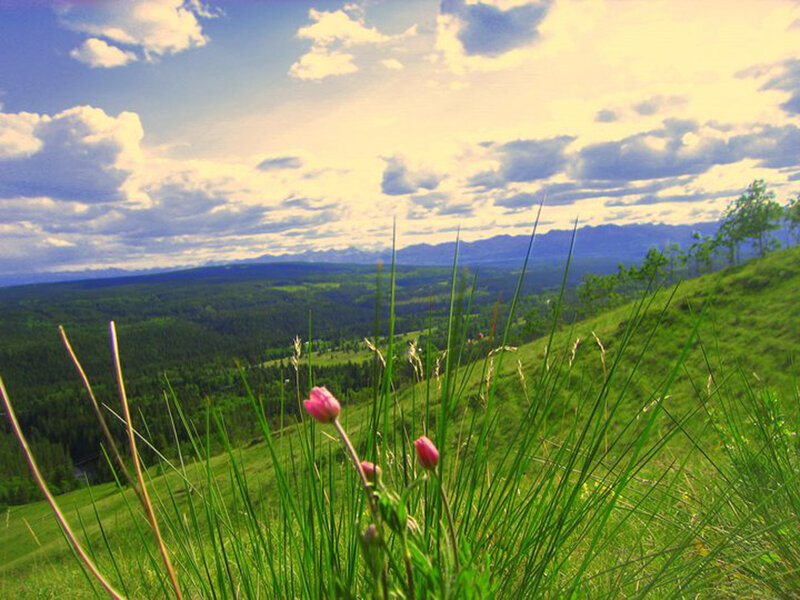 Pink Flower on Hillside