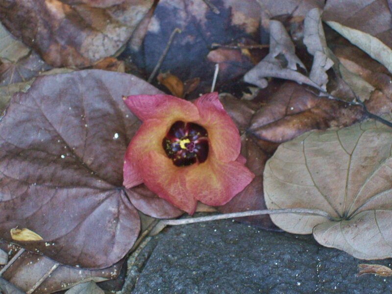 Pink Flower on Leaves