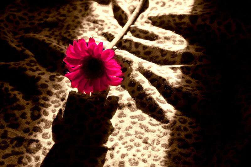 Pink Flower on Leopard Print