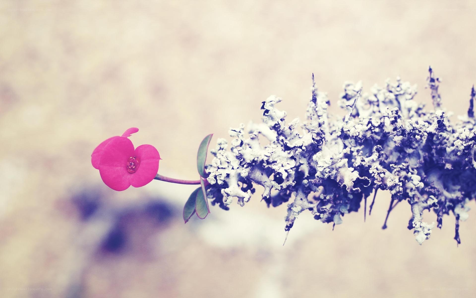 pink flower on lichen-covered branch