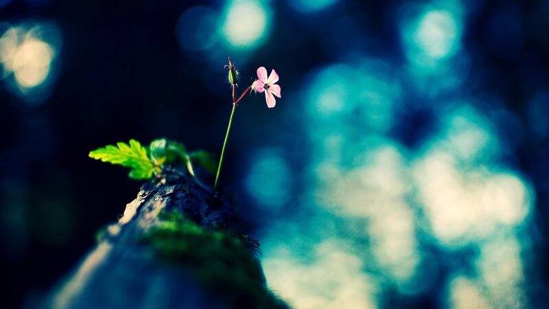 Pink Flower on Log