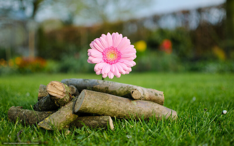 Pink flower on logs