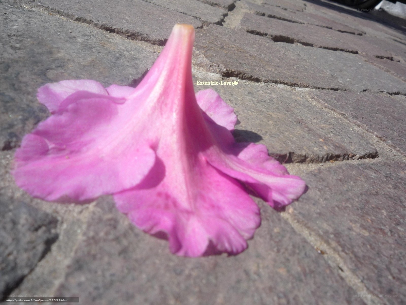 pink flower on pavement