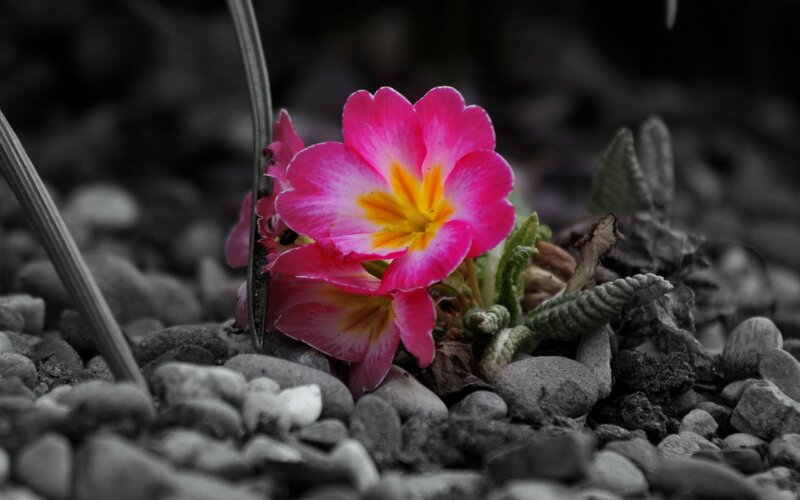Pink Flower on Pebbles — Dramatic