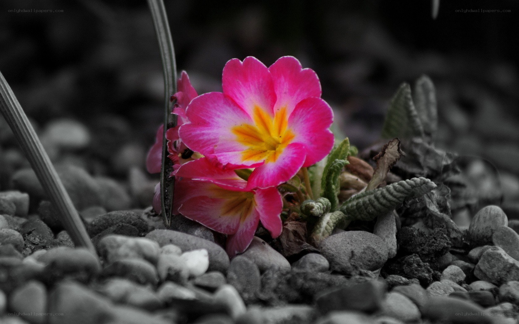 Pink flower on pebbles