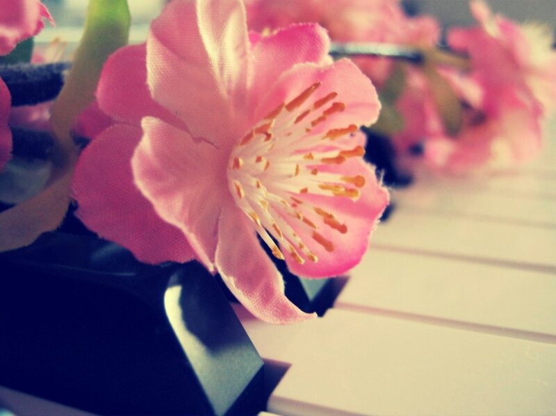Pink Flower on Piano Keys