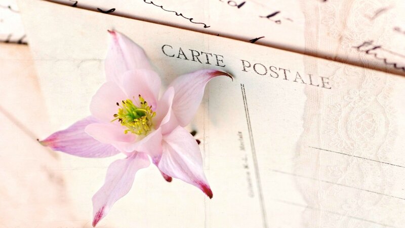 Pink Flower on Postcard — Serene