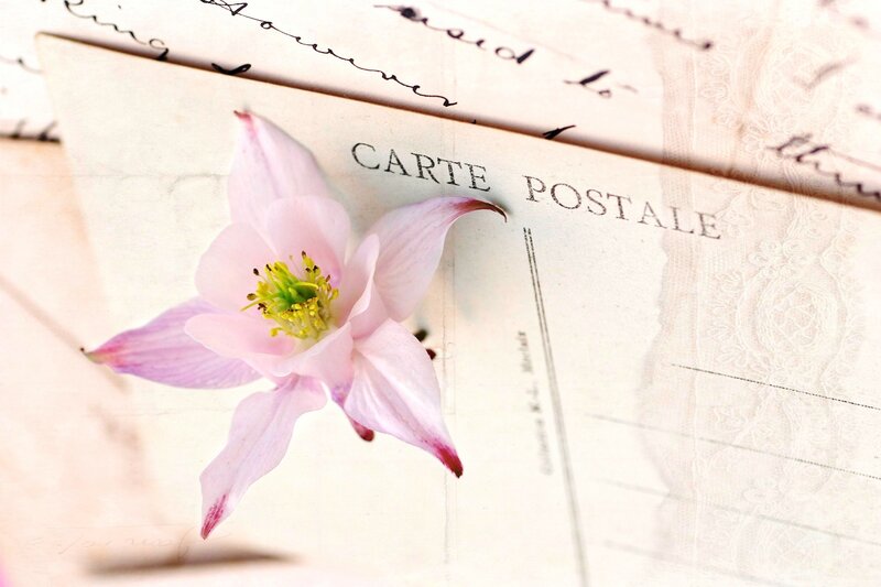 Pink Flower on Postcard