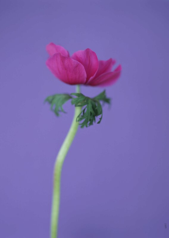 Pink flower on purple background