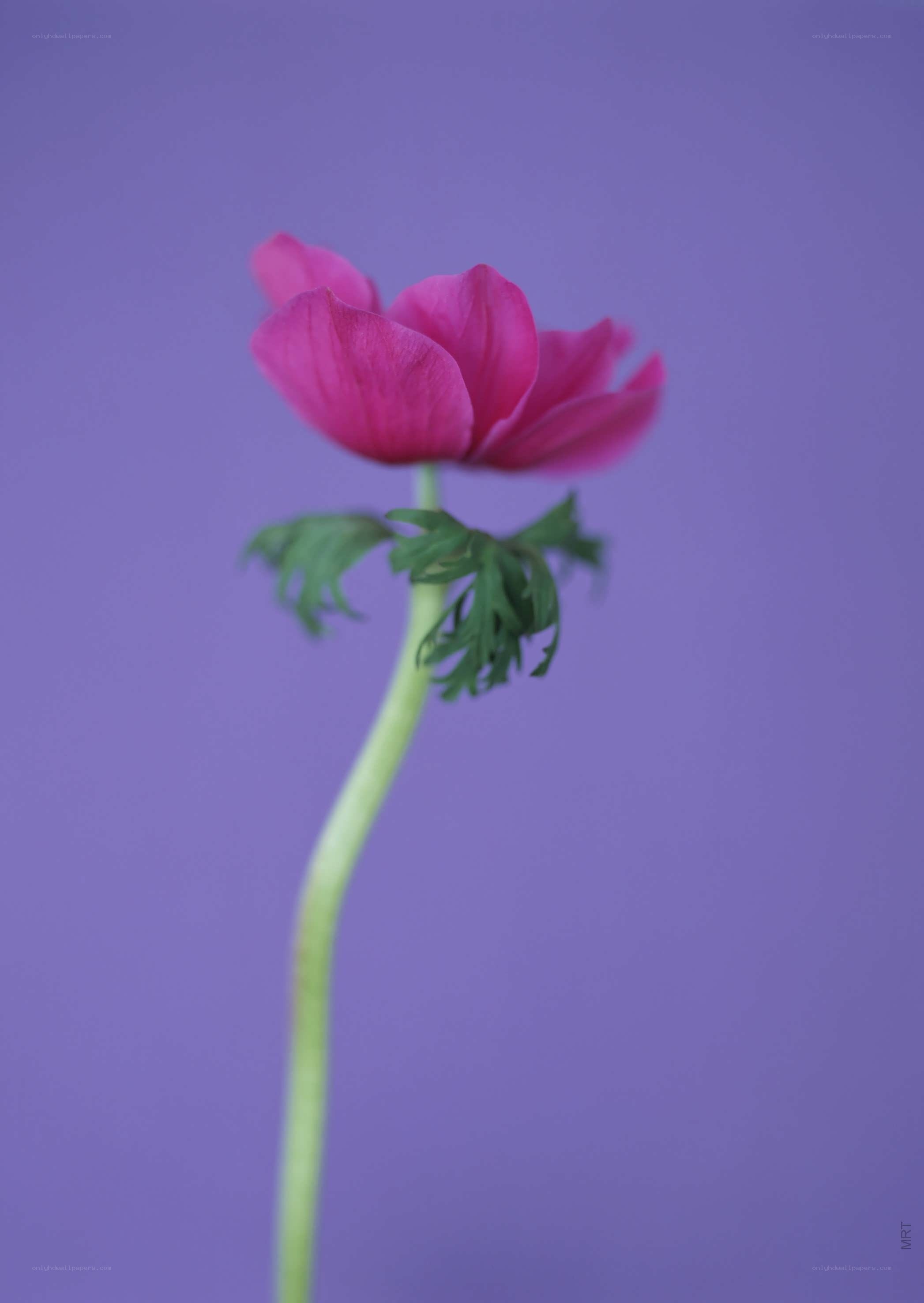 Pink flower on purple background