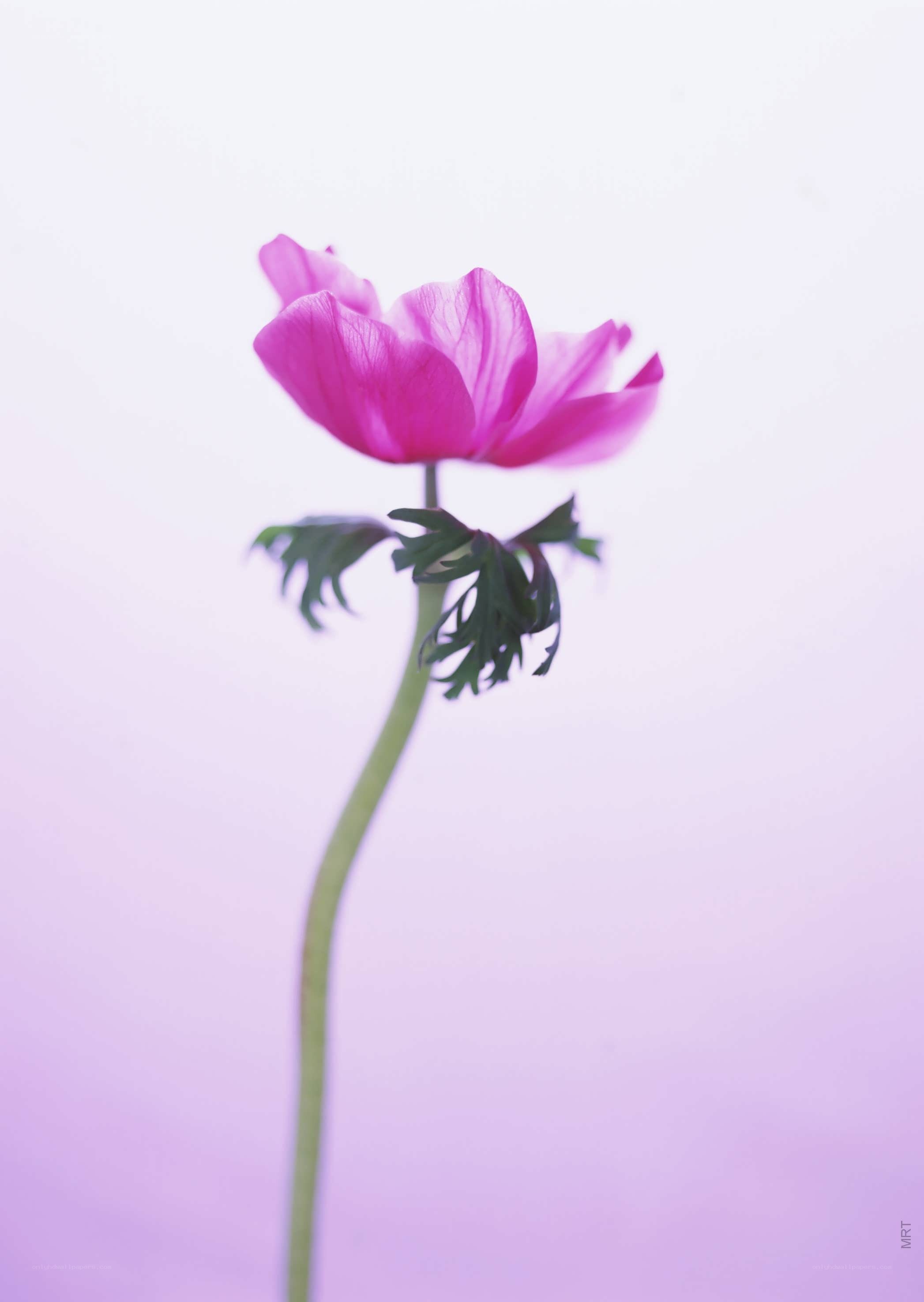 pink flower on purple background