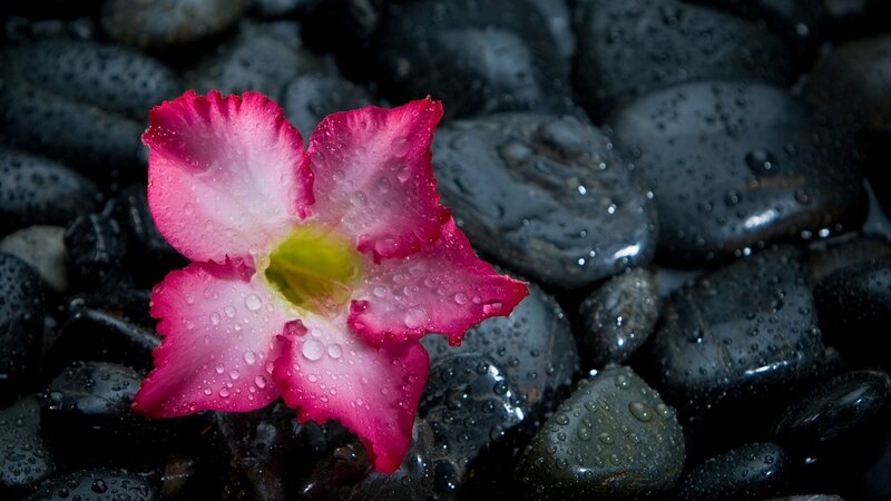 Pink Flower on Rocks — Serene, Photograph