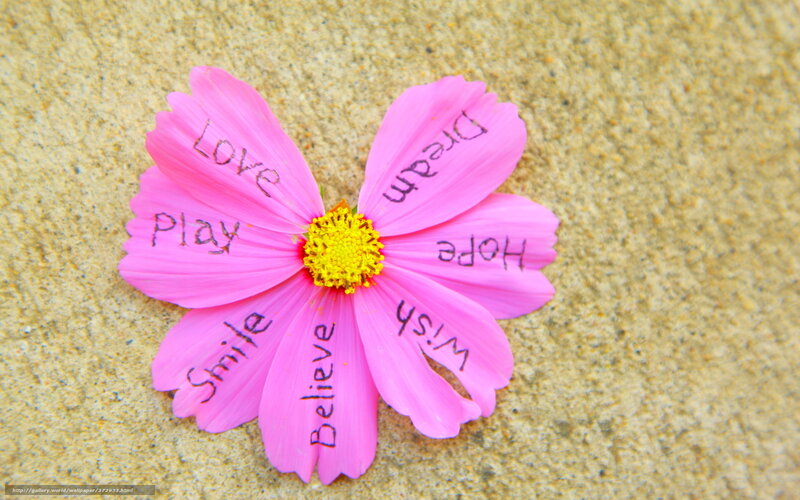 Pink Flower on Sand — Calm, Photograph