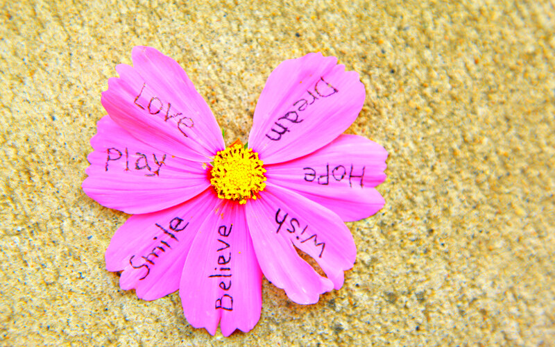 Pink Flower on Sand