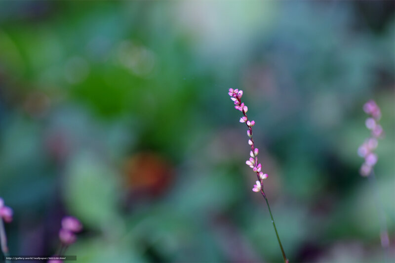 Pink Flower on Stem — Green