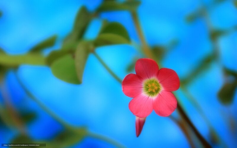 Pink Flower on Stem — Red