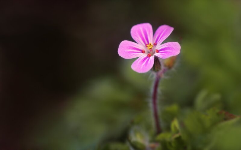 Pink Flower on Stem — Serene