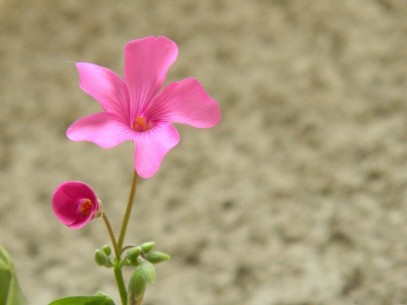 Pink Flower on Stem