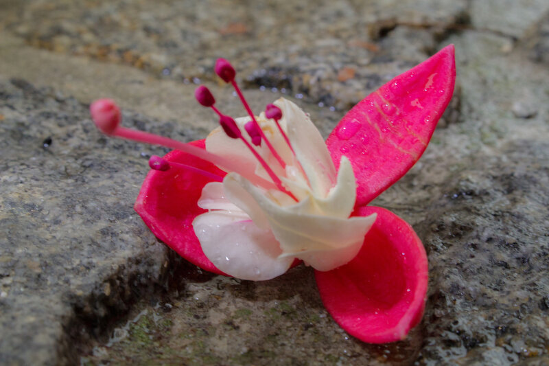 Pink Flower on Stone
