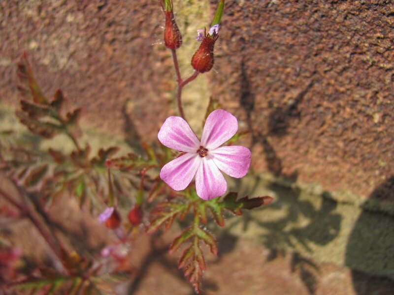 pink flower on stone wall