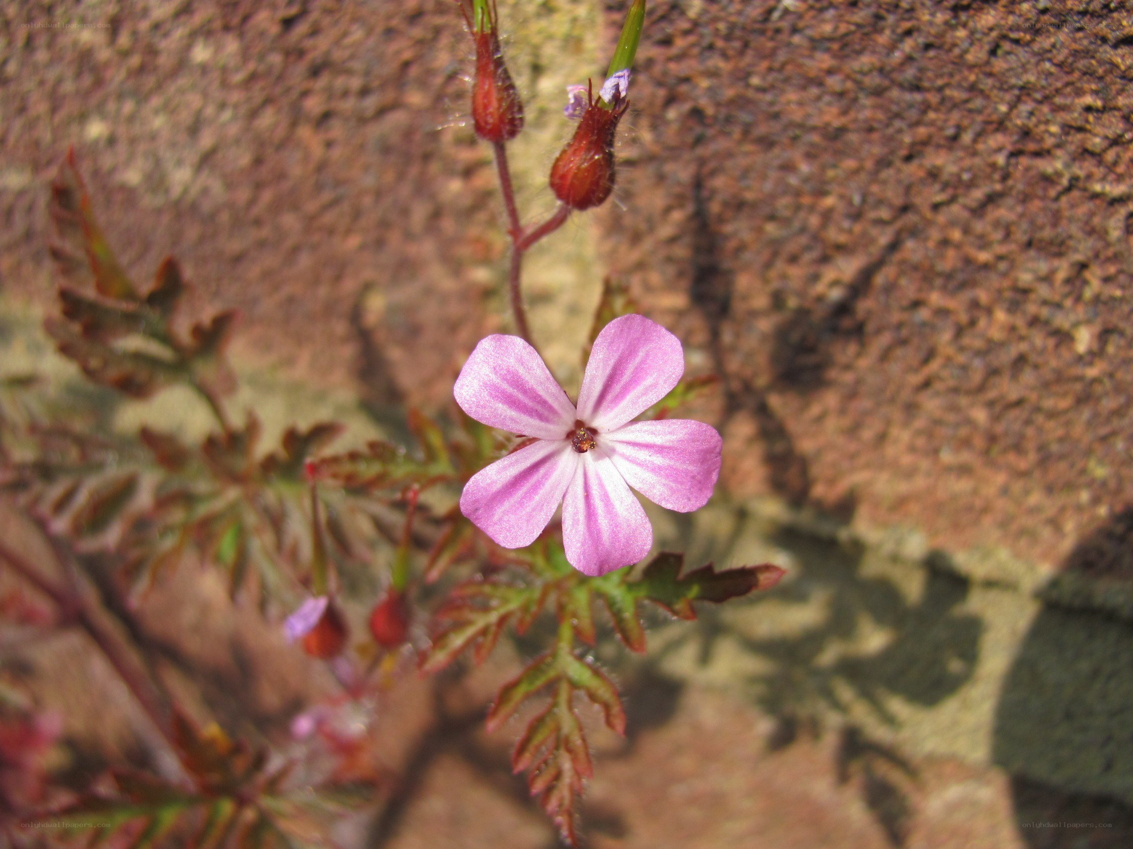 pink flower on stone wall