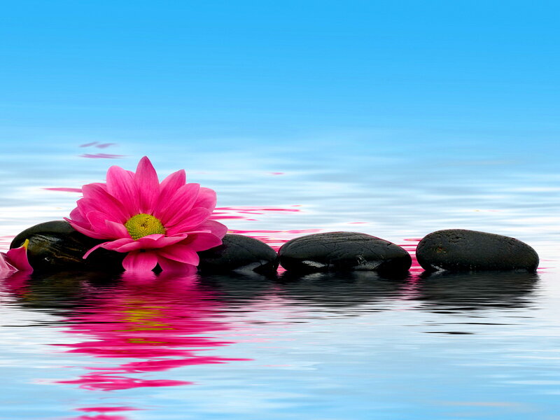 Pink Flower on Stones