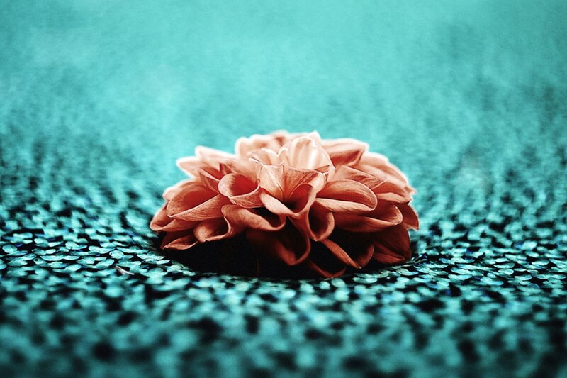 Pink Flower on Teal Surface