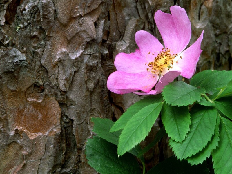 Pink Flower on Tree — Natural