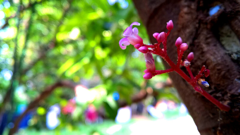 Pink Flower on Tree