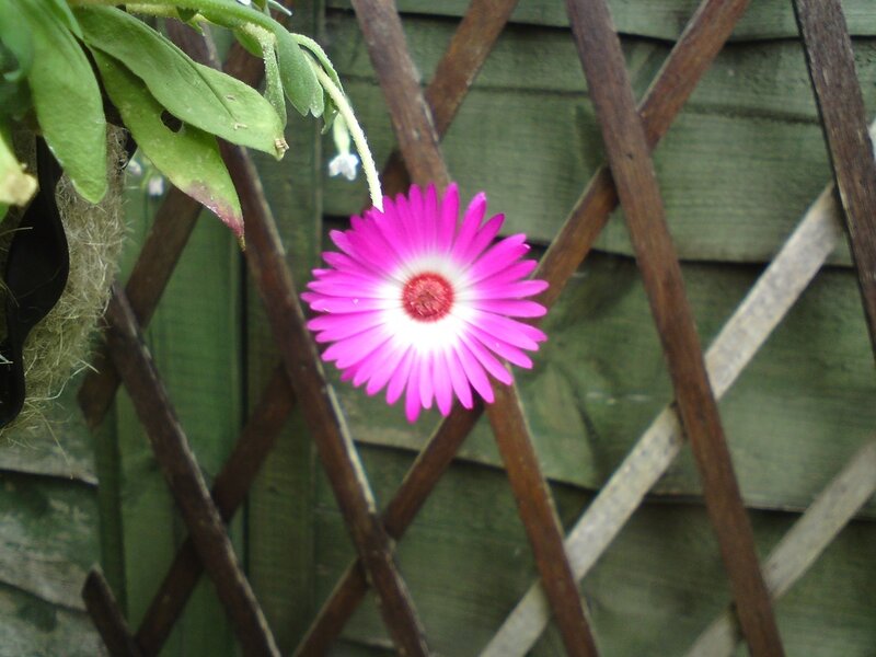 Pink Flower on Trellis