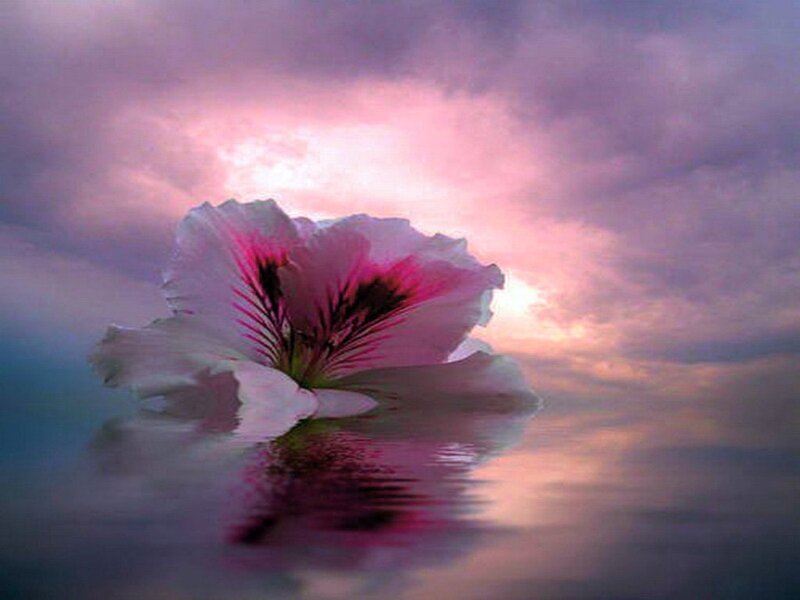 Pink Flower on Water — Purple