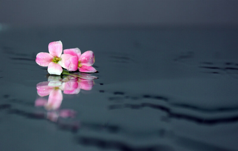 Pink Flower on Water — Serene, Photograph