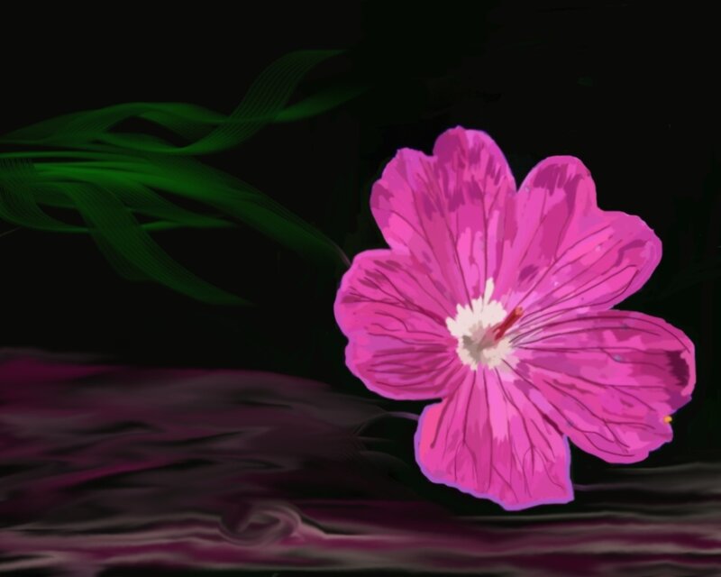 Pink Flower on Water — Serene