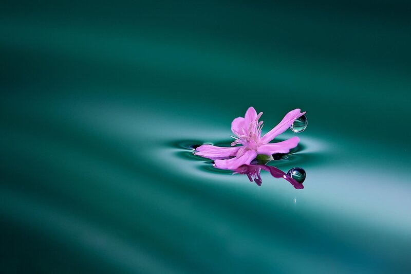 Pink Flower on Water — Teal