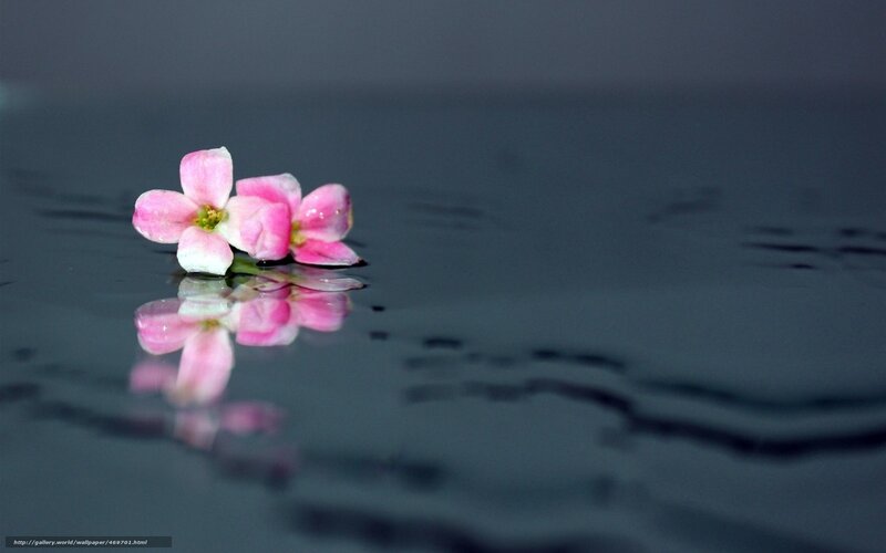 pink flower on water
