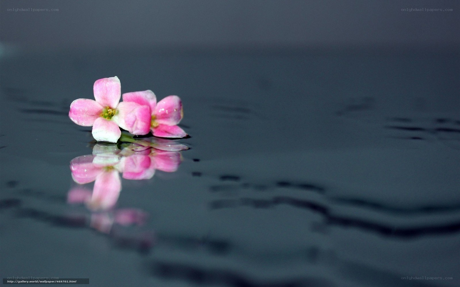 pink flower on water