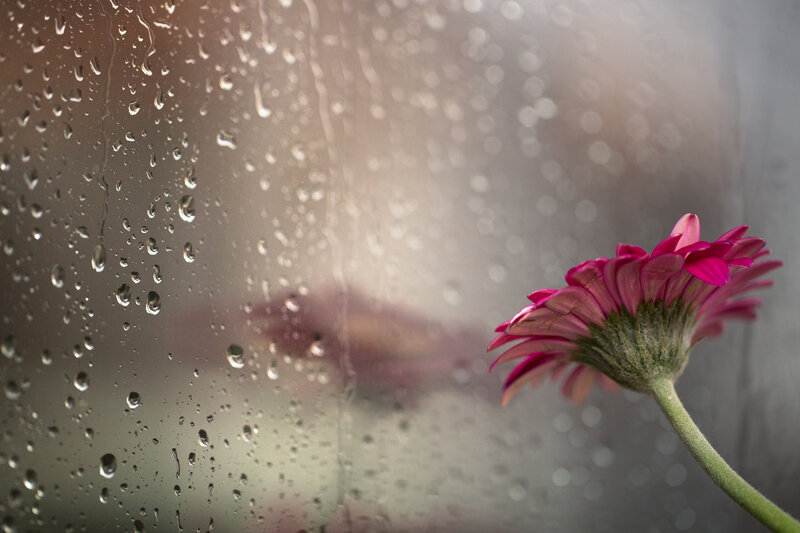 Pink Flower on Wet Glass