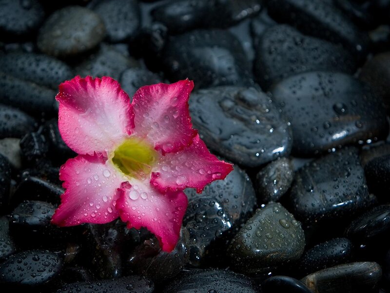 Pink Flower on Wet Stones — Serene, Photograph